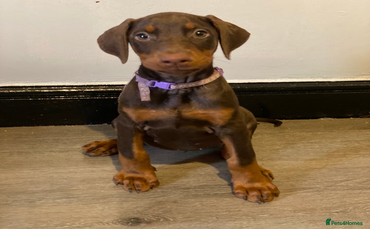 Dobermann dogs - Advert 3