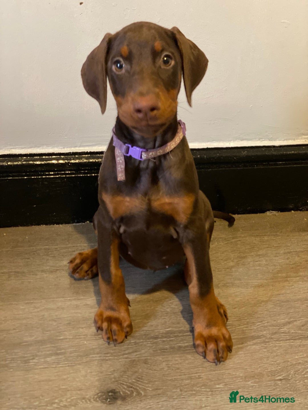 Dobermann dogs for sale: Beautiful Dobermann puppies - Image 1