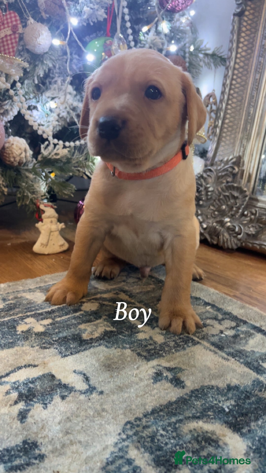 Labrador Retriever dogs for sale: Puppies for sale  - Advert 2