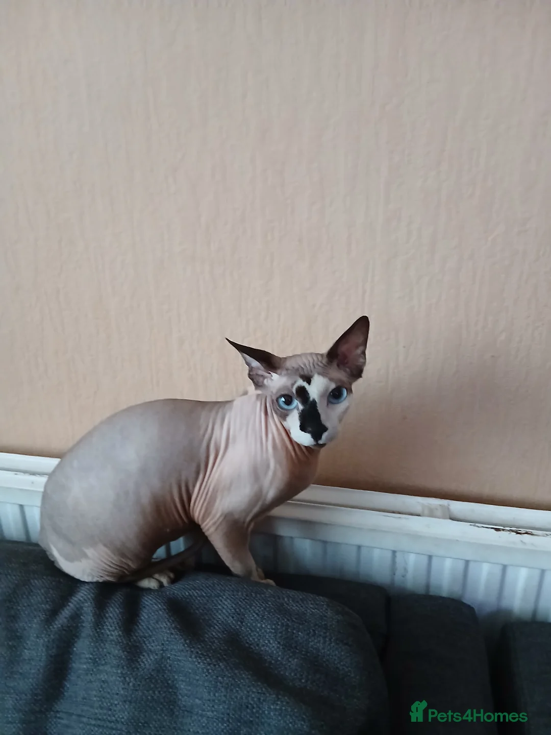 Sphynx cats for sale: Sphnx cat - Advert 1