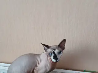 Sphynx cats Sphnx cat - Advert 4