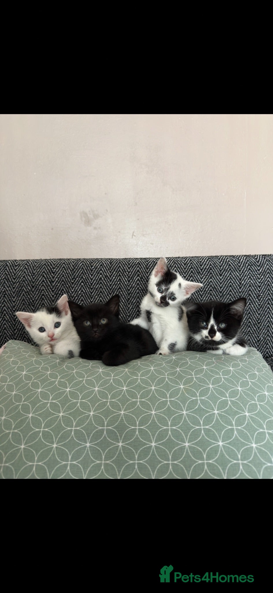 Domestic Shorthair cats Adorable kittens ready for forever homes 🩷 - Advert 3
