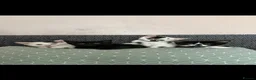 Domestic Shorthair cats for sale: Adorable kittens ready for forever homes 🩷 - Advert 1