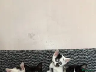 Domestic Shorthair cats Adorable kittens ready for forever homes 🩷 - Advert 3