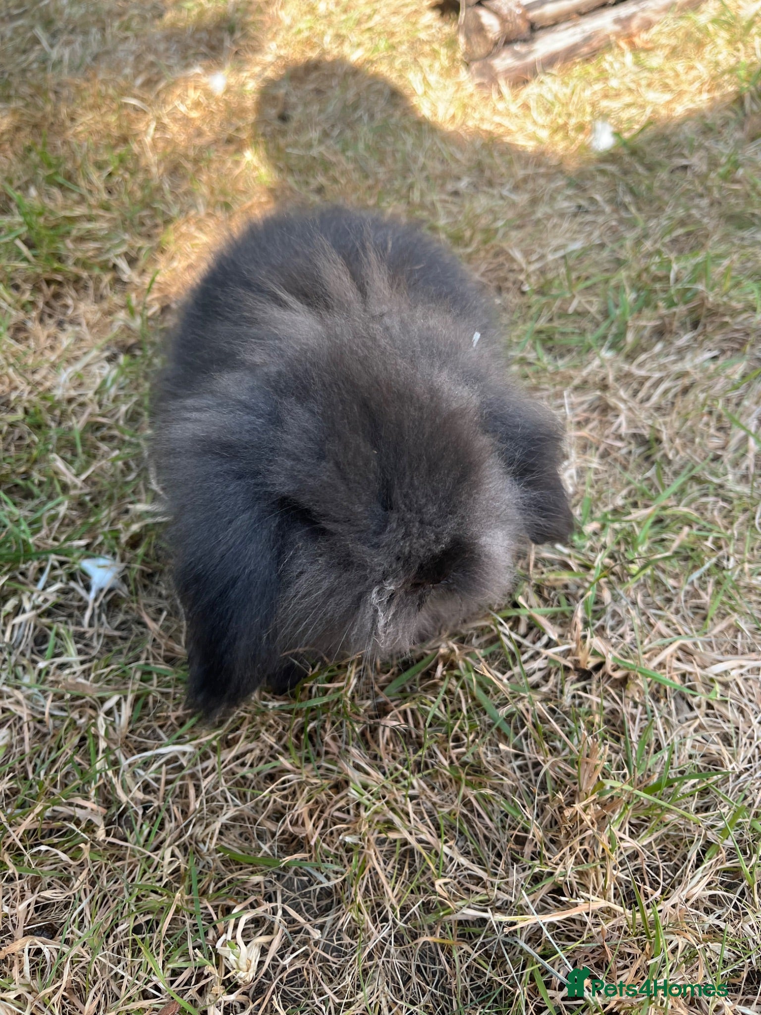 Mini Lion Lop rabbits From show stock ready this weekend 24/25/26th July - Advert 2