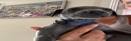 Italian Greyhound dogs for sale: Italian Greyhound & one quarter Whippet puppies  - Advert 6