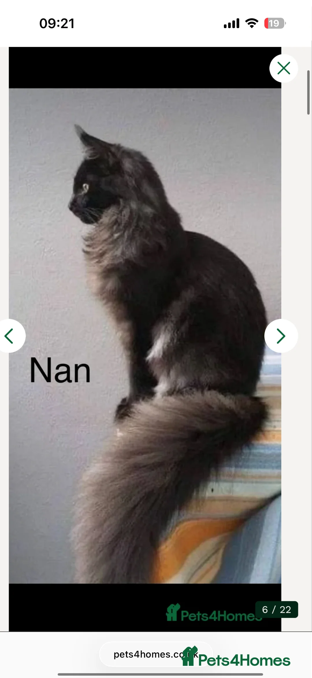 Siberian cats for sale: One pure Siberian male- 4th litter very large  - Advert 8