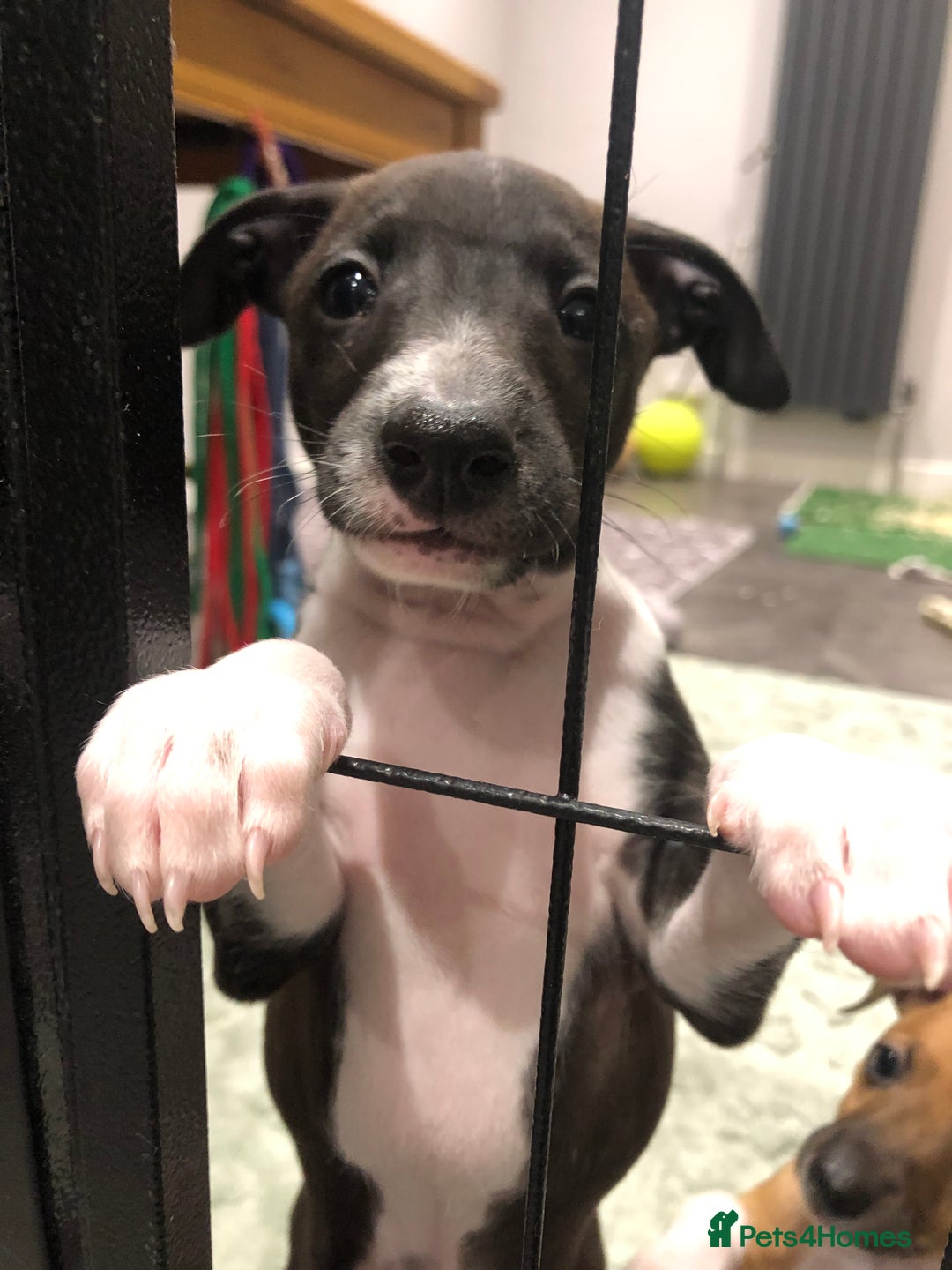 Italian Greyhound dogs for sale: 3/4 Italian greyhound 1/4 whippet puppies - Image 10
