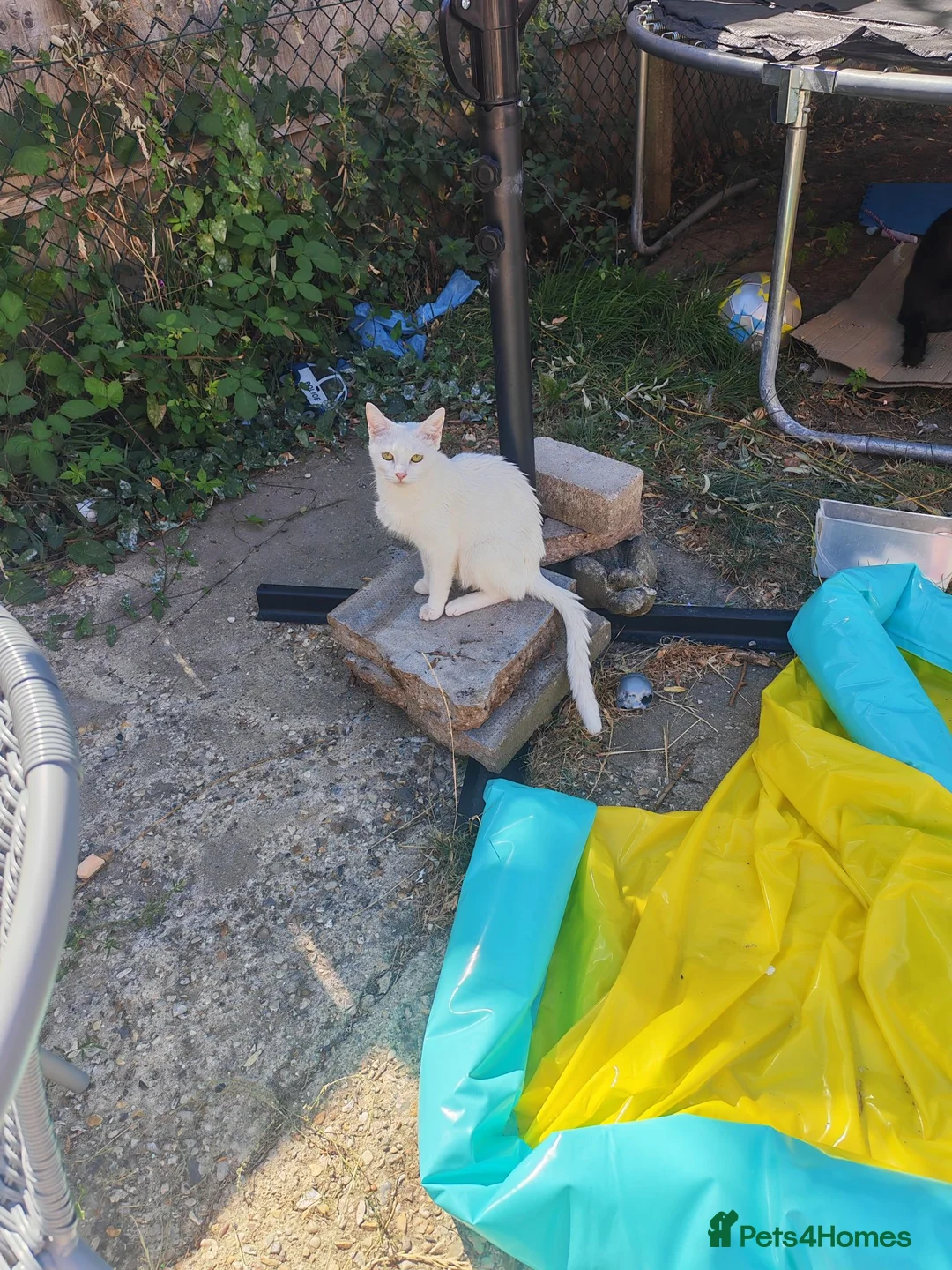 Mixed Breed cats for sale: Dad is Bengal and mum is white British Shorthair  - Advert 1