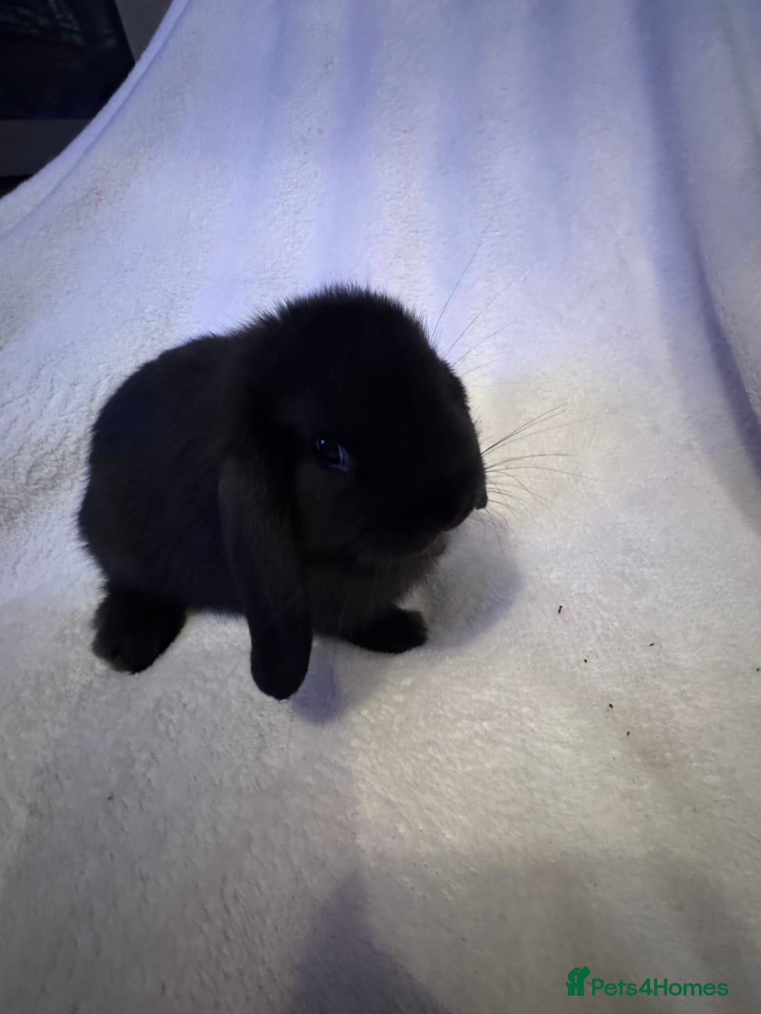 Mini Lop rabbits for sale: 3 Mini lops  - Image 5