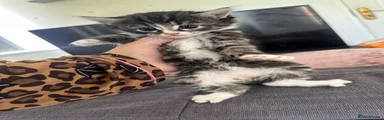 Kitten 