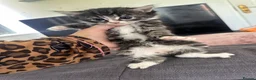 Mixed Breed cats for sale: Long haired tabby in Stoke-on-Trent - Advert 4