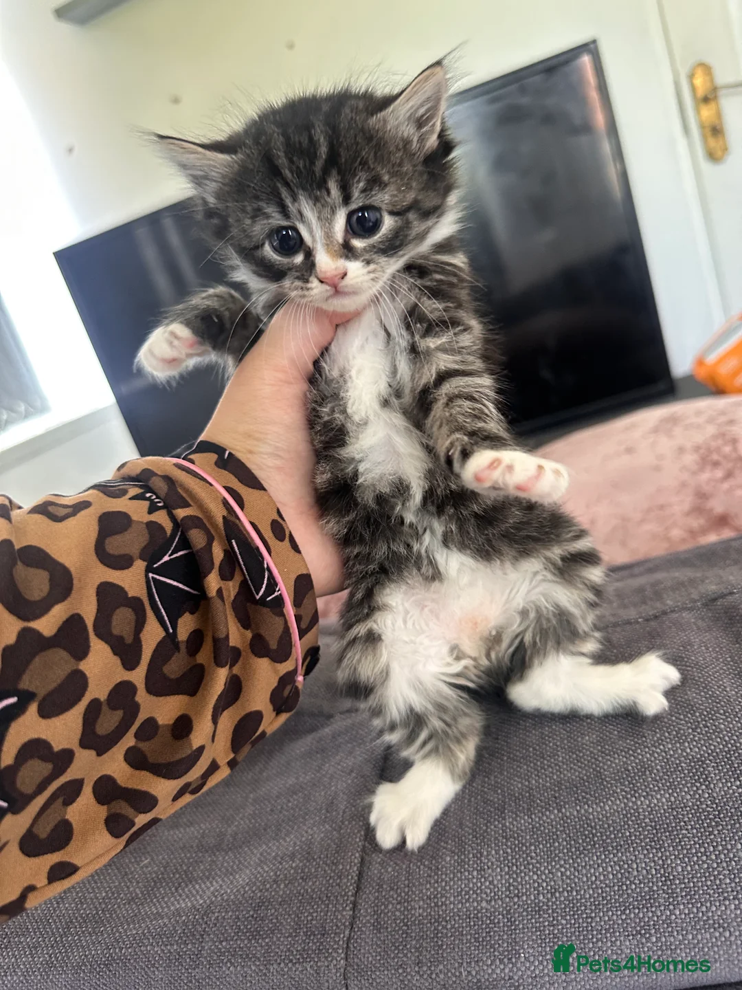 Mixed Breed cats for sale: Long haired tabby in Stoke-on-Trent - Advert 4