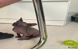 Sphynx cats for sale: 3 beautiful sphynx kittens  - Image 12