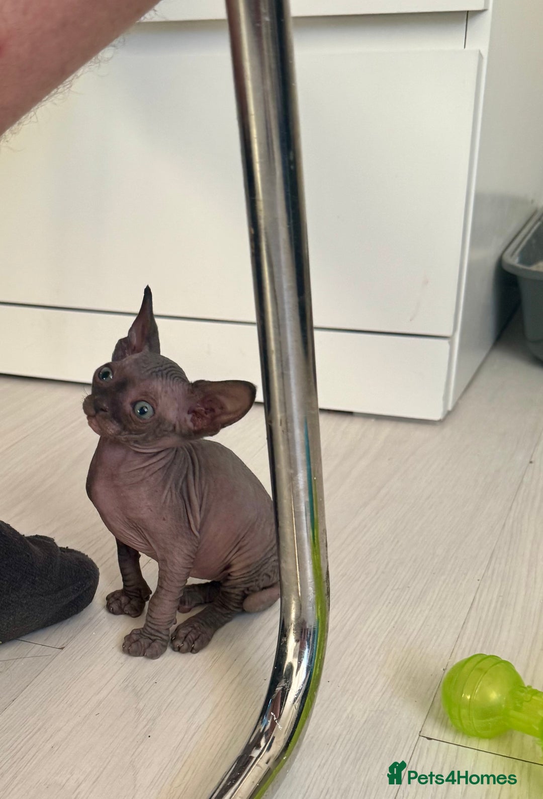 Sphynx cats for sale: 3 beautiful sphynx kittens  - Image 12