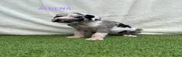 Great Dane dogs for sale: Chunky Great Dane puppies  - Advert 32