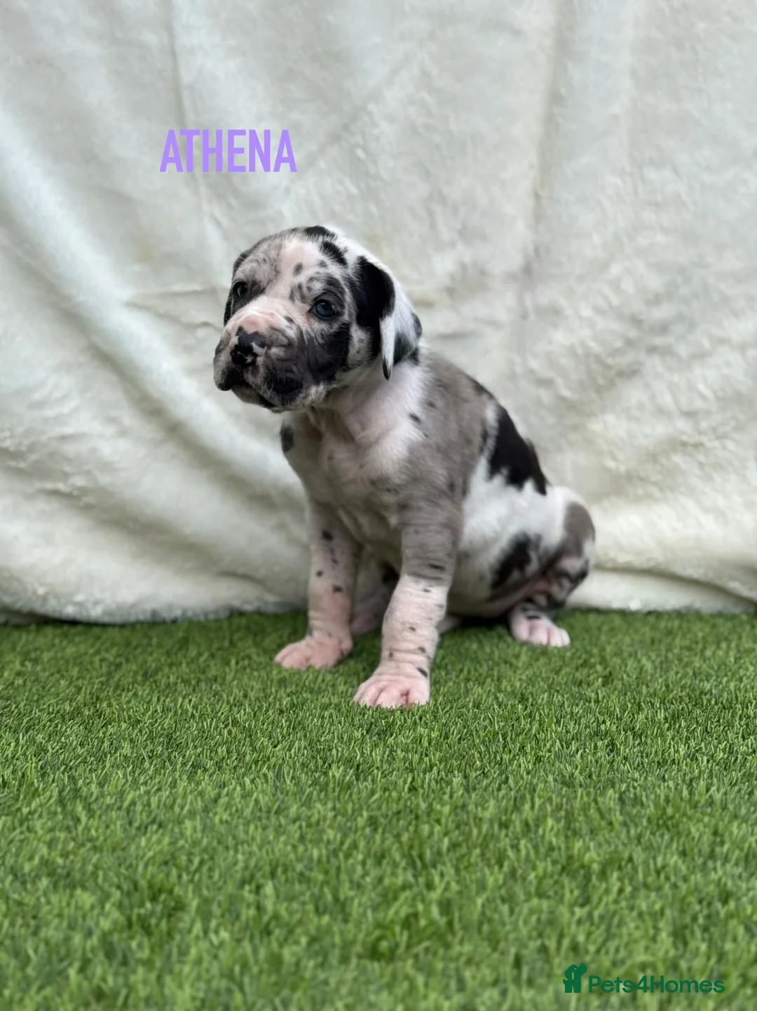 Great Dane dogs for sale: Chunky Great Dane puppies  - Advert 32
