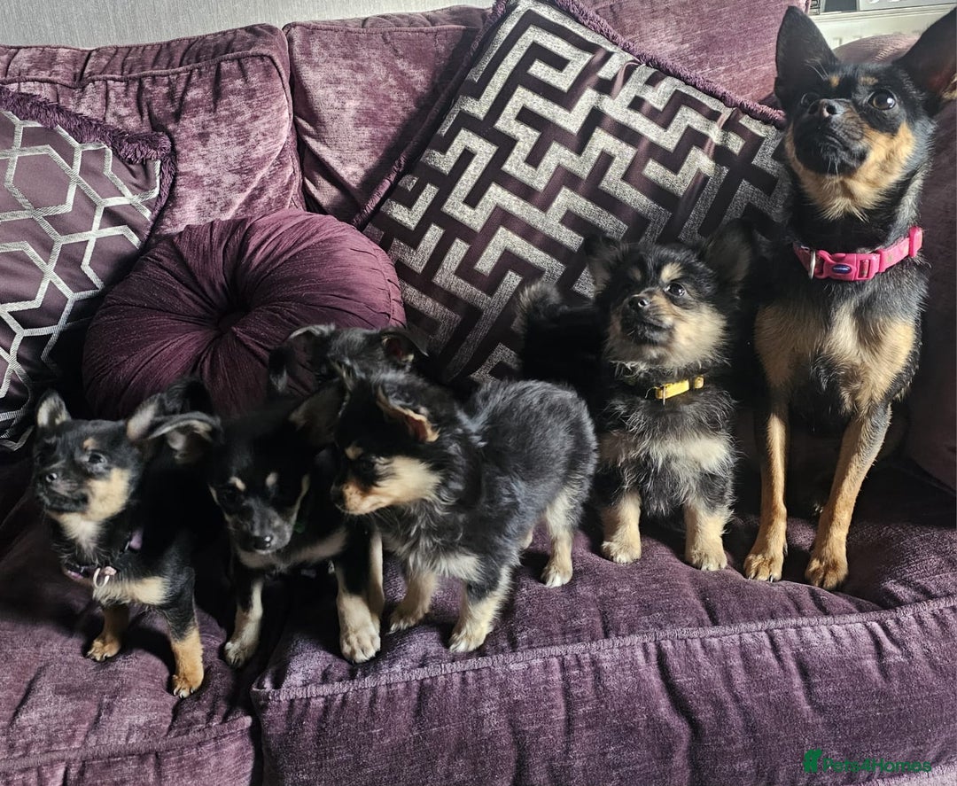 Pomchi dogs for sale: Six stunning pomchi puppies  - Image 7