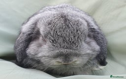 Mini Lop rabbits for sale: Spayed/neutered rabbits Vac RHD2 yurvac - Image 11