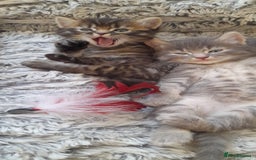 Mixed Breed cats for sale: Kittens  - Image 18