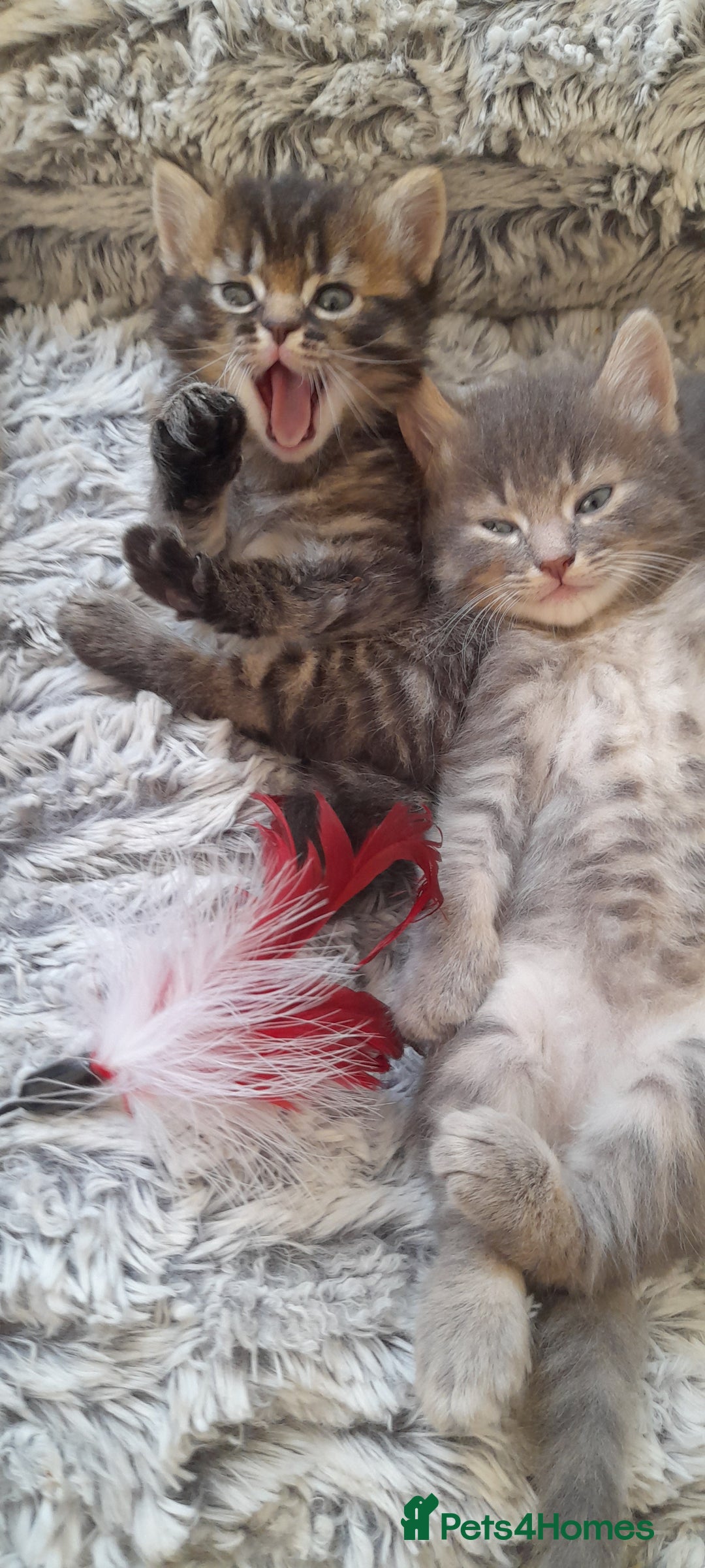 Mixed Breed cats for sale: Kittens  - Image 18