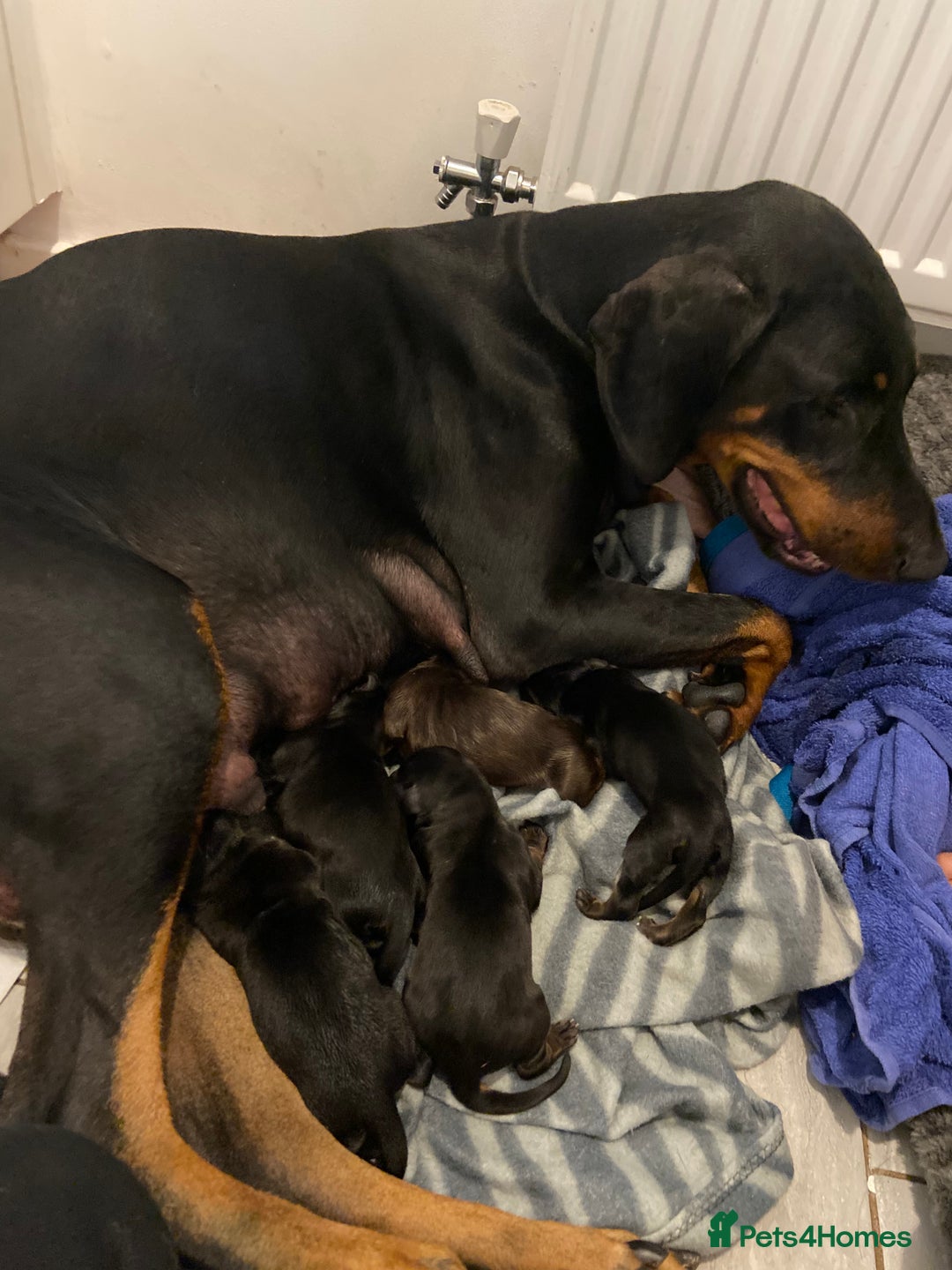 Dobermann dogs for sale: 9 KC Reg pedigree Doberman puppies - Image 2