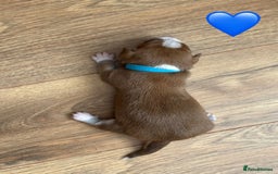 Chihuahua dogs for sale: 6 Gorgeous Chihuahua Puppies 🐶💙🩷🩷🩷🩷💙  - Image 25