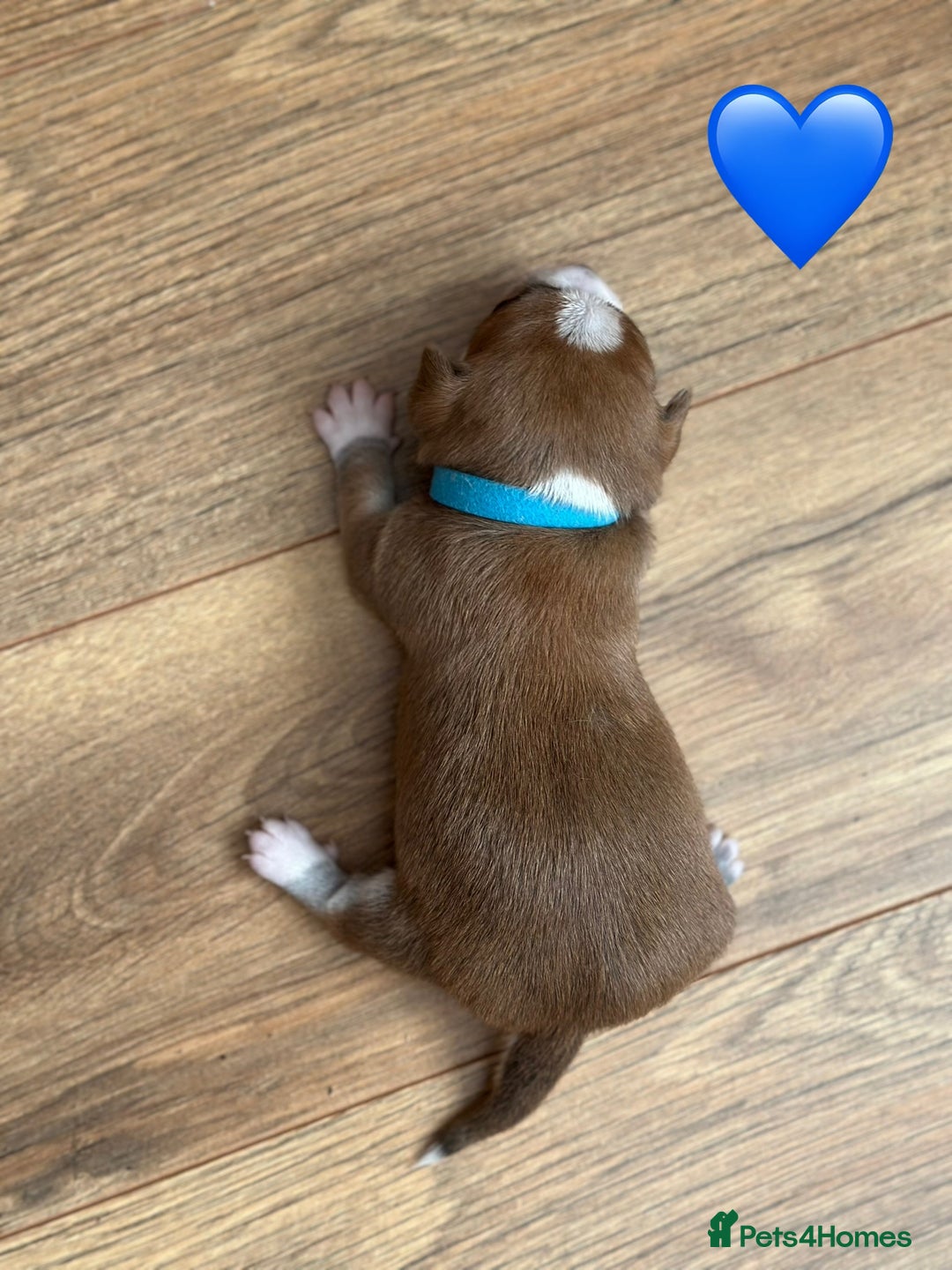 Chihuahua dogs for sale: 6 Gorgeous Chihuahua Puppies 🐶💙🩷🩷🩷🩷💙  - Image 25
