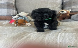 Cockapoo dogs for sale: Gorgeous F1 cockapoo puppies  - Image 10
