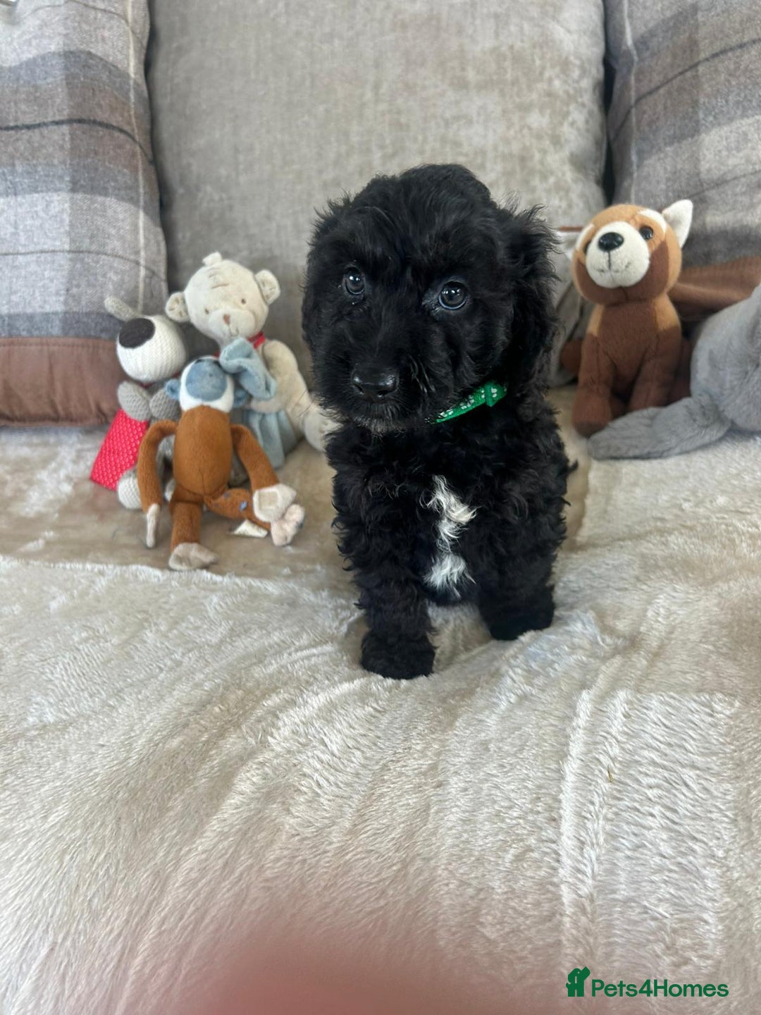 Cockapoo dogs for sale: Gorgeous F1 cockapoo puppies  - Image 10