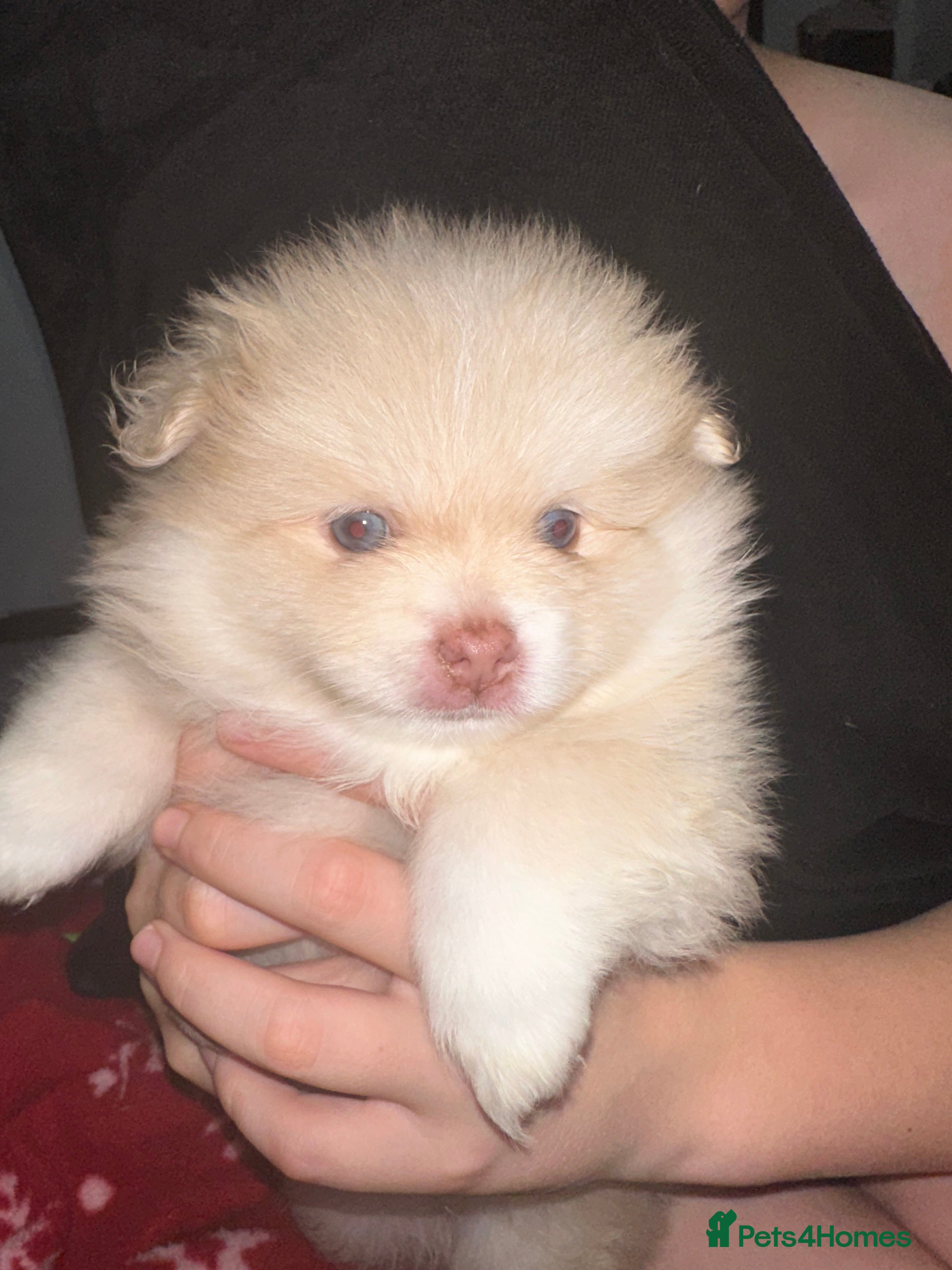 Pomeranian dogs Fully vaccinated Pomeranians ready now  - Advert 3