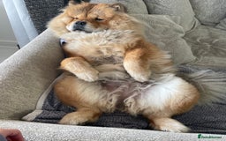 Chow Chow dogs for sale: Chow Chow for sale  - Image 3
