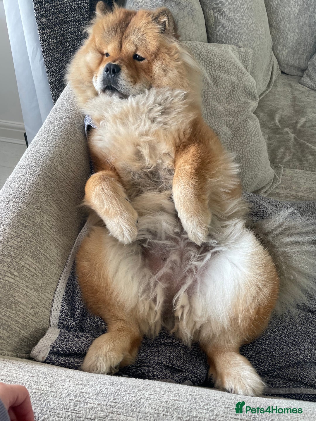 Chow Chow dogs for sale: Chow Chow for sale  - Image 3