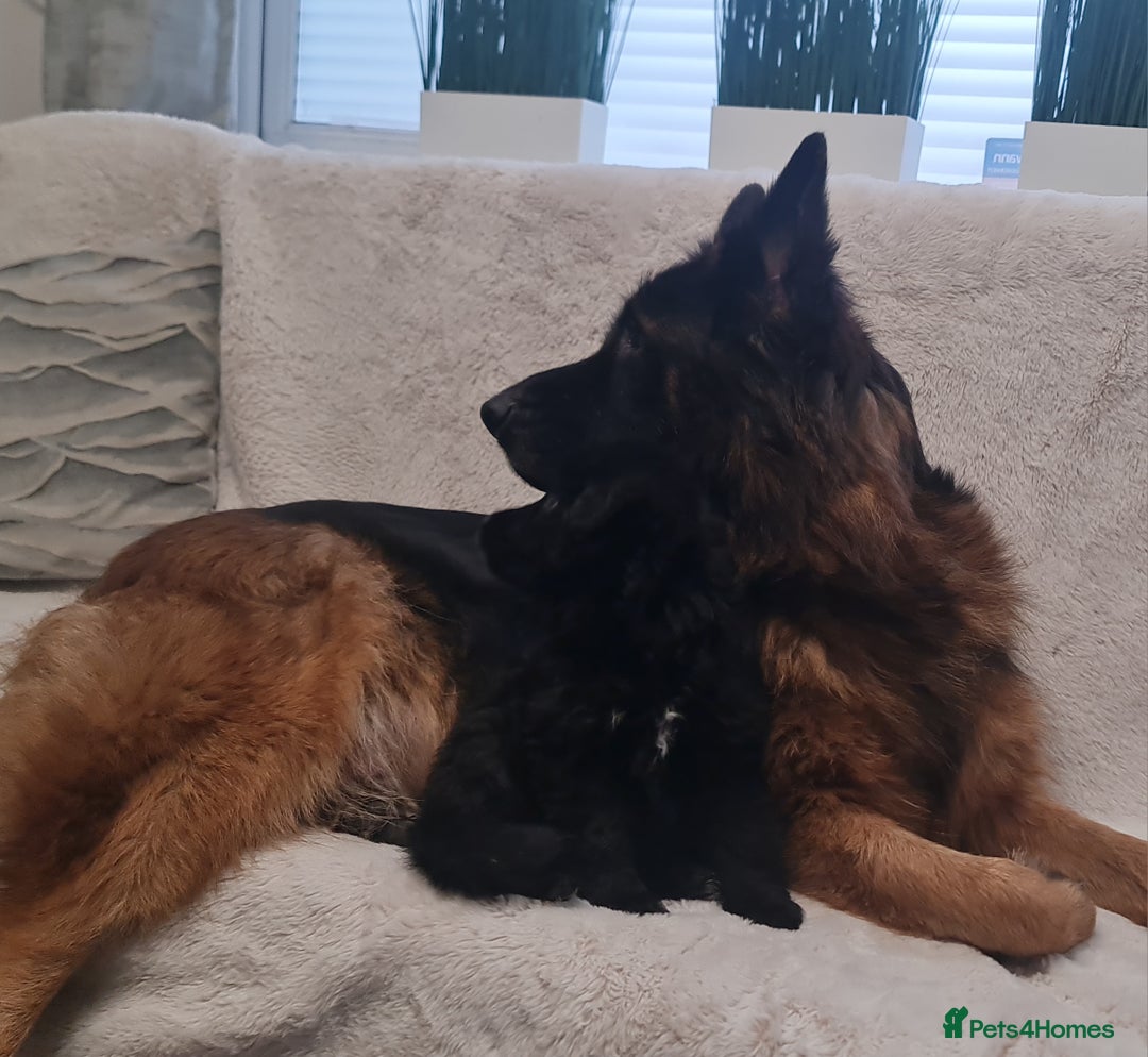 German Shepherd dogs for sale: KC, Top Quality Long Hair GSD Puppies  - Advert 8