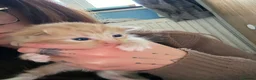 Mixed Breed cats for sale: Mixed breed beautiful kittens  - Advert 9