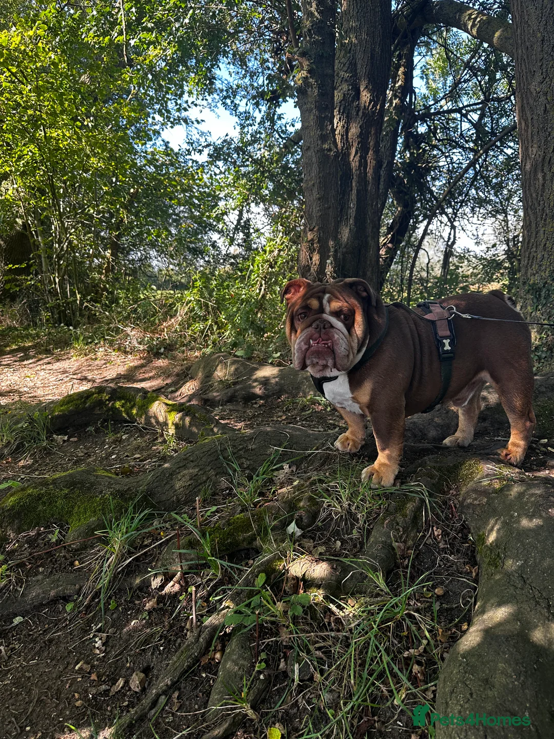 English Bulldog dogs for stud: English bulldog stud - KC registered in Wickford - Advert 7