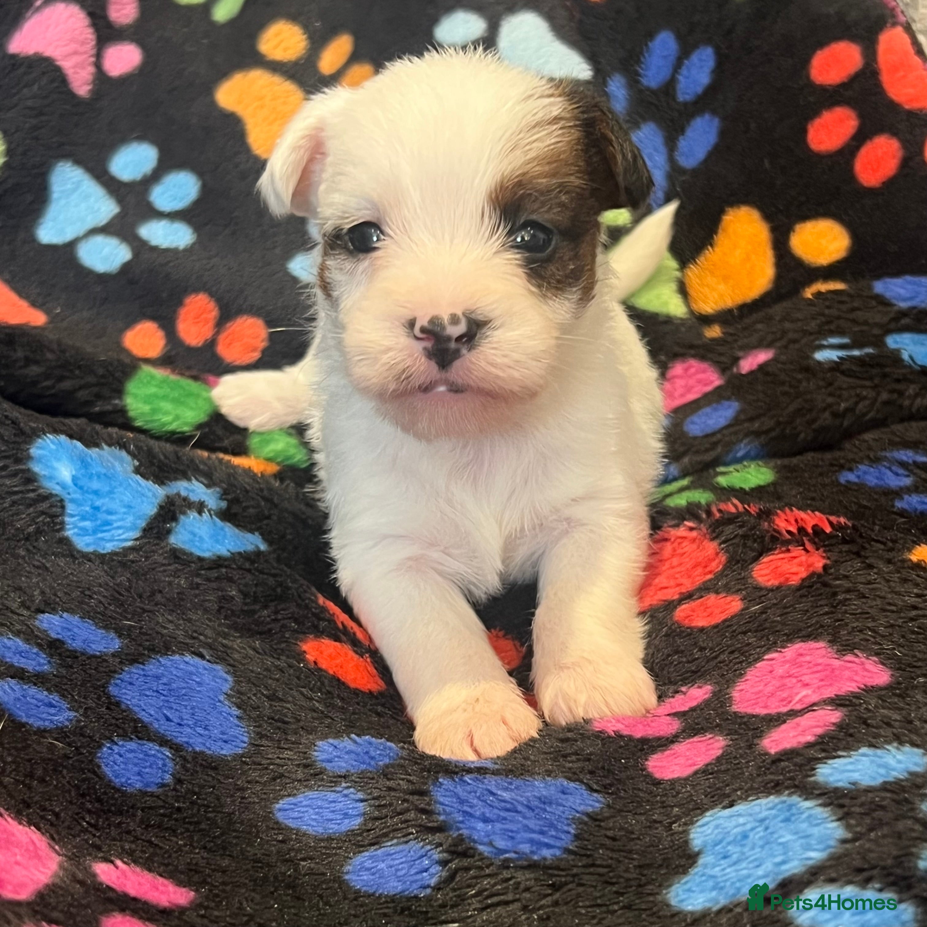 Jack Russell dogs Stunning jack Russel pups  - Advert 3
