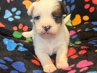 Jack Russell dogs Stunning jack Russel pups - Advert 4