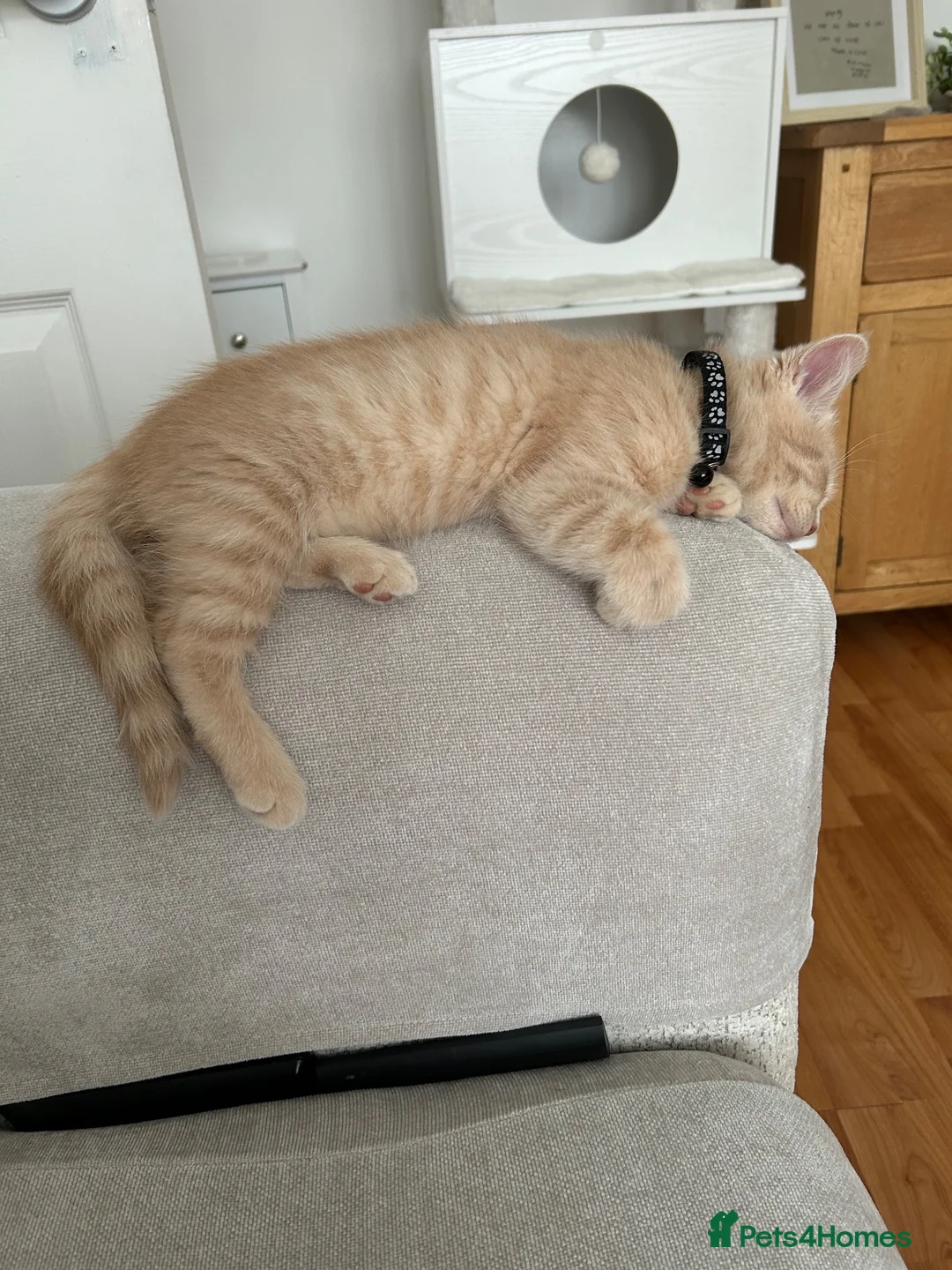 Mixed Breed cats for sale: half persian kittens - Advert 2