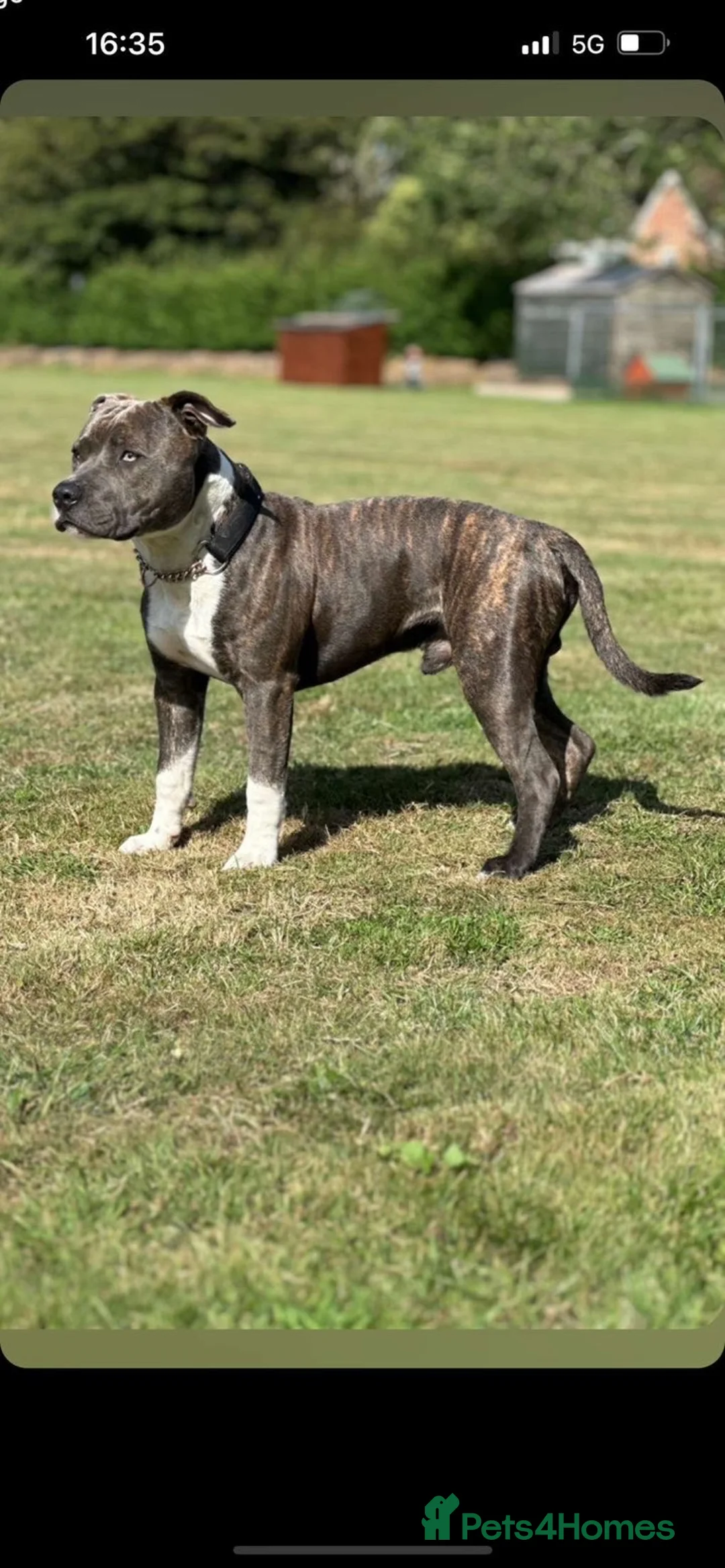 Staffordshire Bull Terrier dogs for stud: Mr roccco - Advert 8