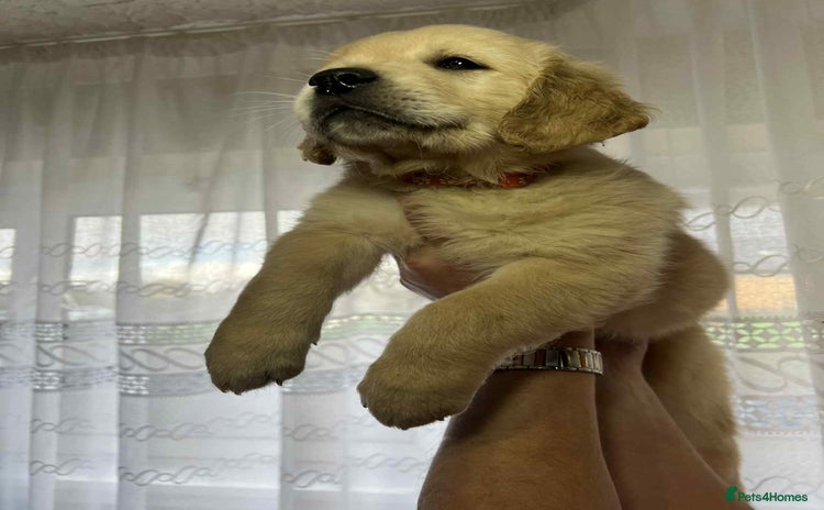 Golden Retriever dogs - Advert 1