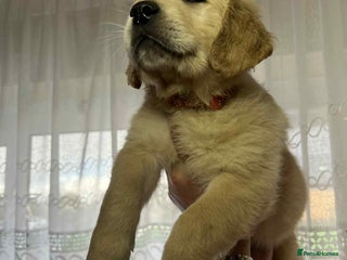 Golden Retriever dogs - Advert 32