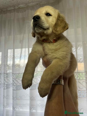 Golden Retriever dogs - Advert 3