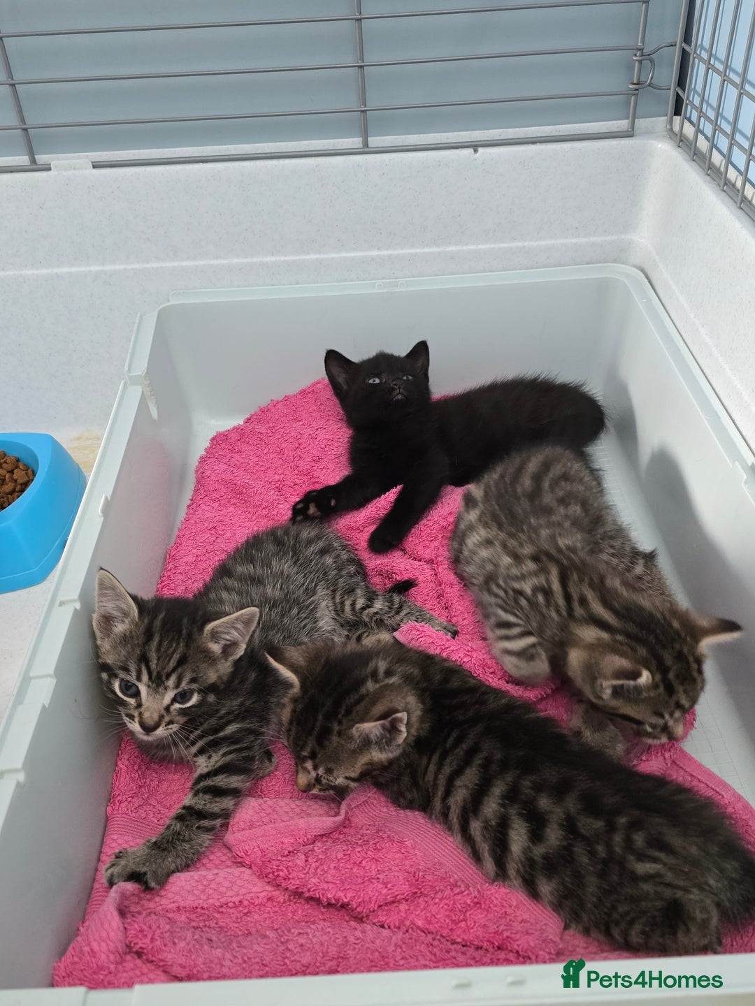 Mixed Breed cats for sale: Beautiful gorgeous Tabby & Black Kitten ready soon - Image 9