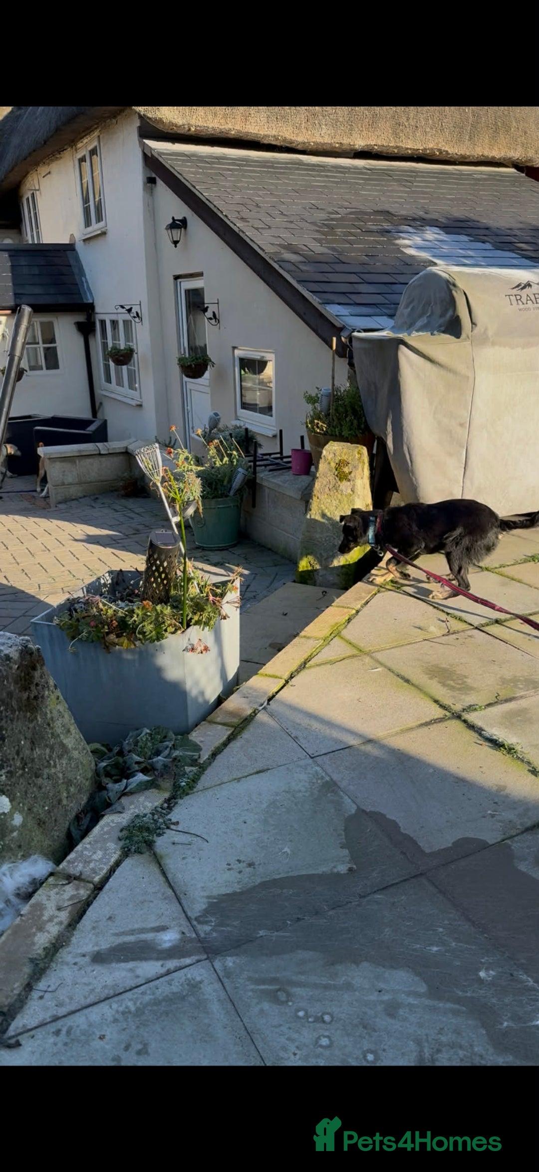 Mixed Breed dogs for adoption: Charlotte - Marleborough Wiltshire  - Advert 6