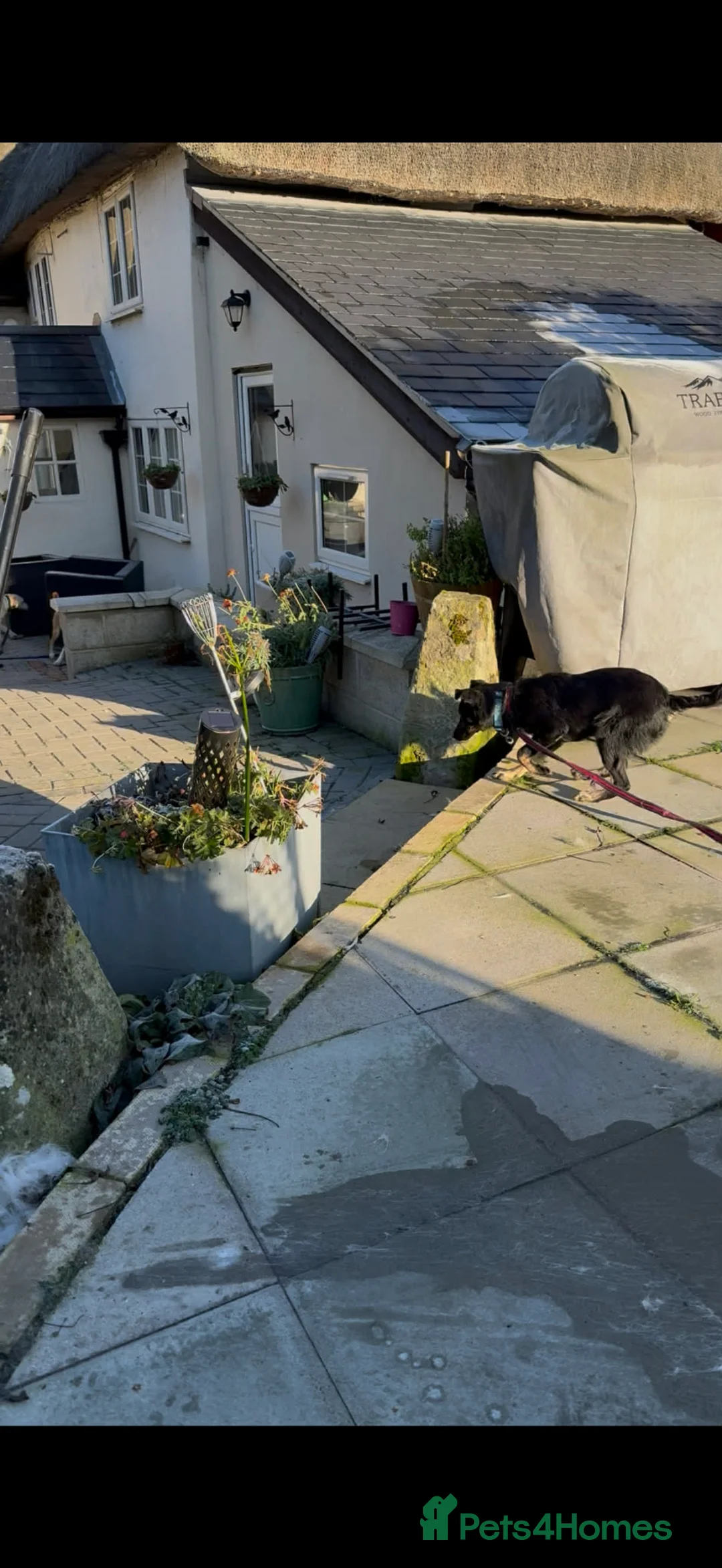 Mixed Breed dogs for adoption: Charlotte - Marleborough Wiltshire  - Advert 6