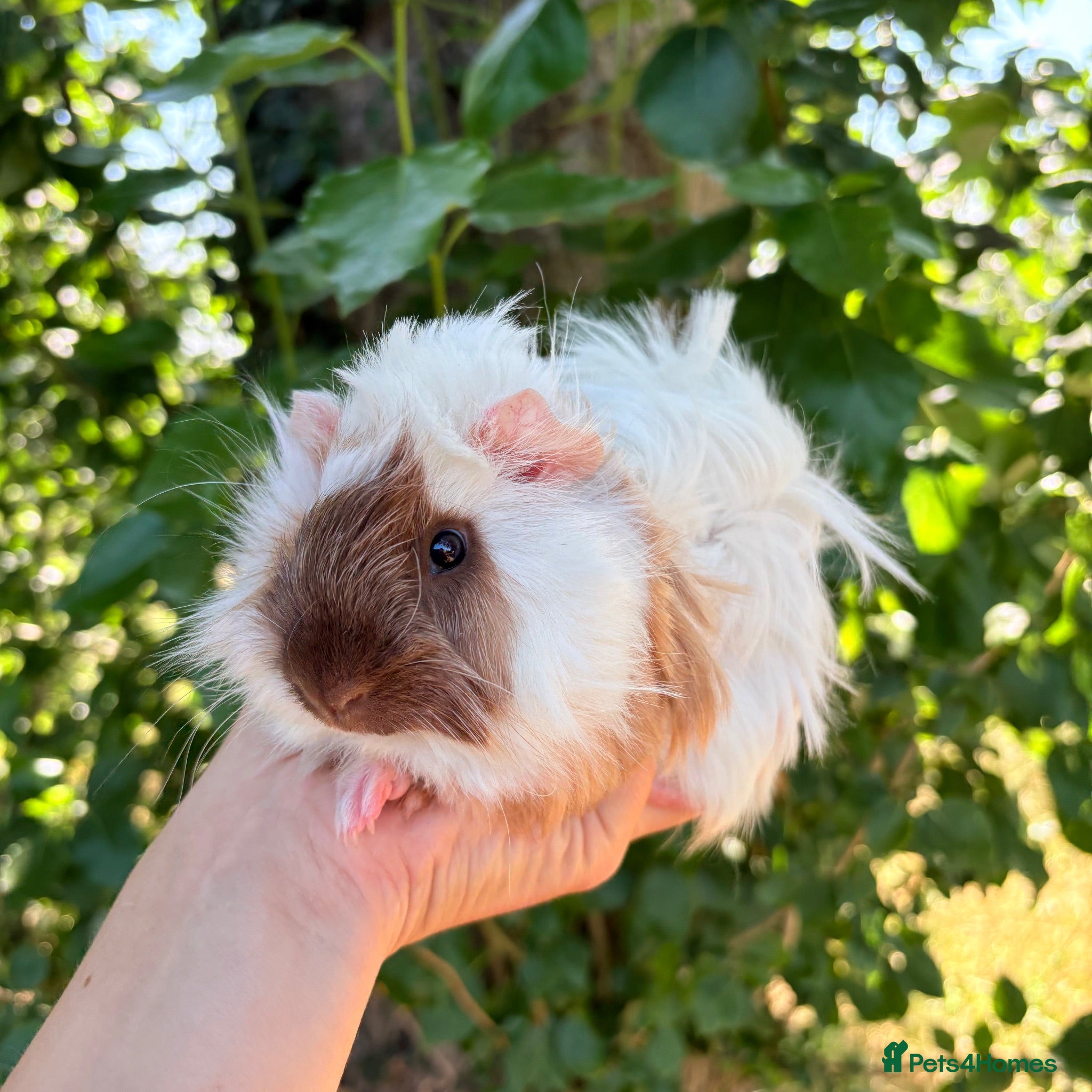 Guinea Pig rodents LOTS of Friendly baby Boys 🩵 - Advert 1