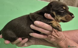 Jack Russell dogs for sale: Chocolate and Tan and Black and Tan Jacks - Image 3