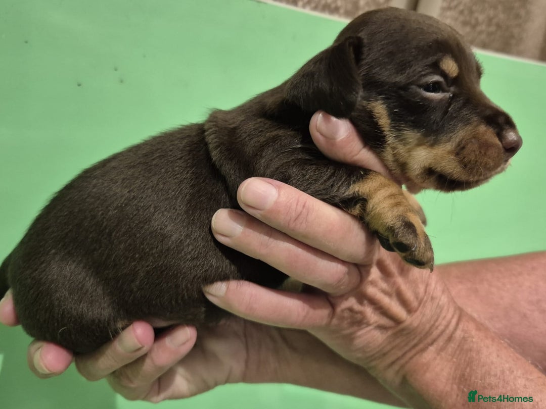Jack Russell dogs for sale: Chocolate and Tan and Black and Tan Jacks - Image 3