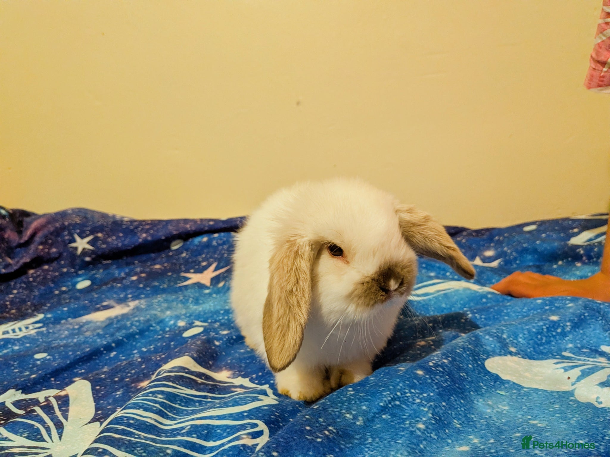 Mini Lop rabbits Mini lops Robertsbridge- very tame- 1 left! - Advert 1